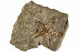 2.1" Ordovician Starfish (Petraster?) Fossil - Morocco - #200183-1